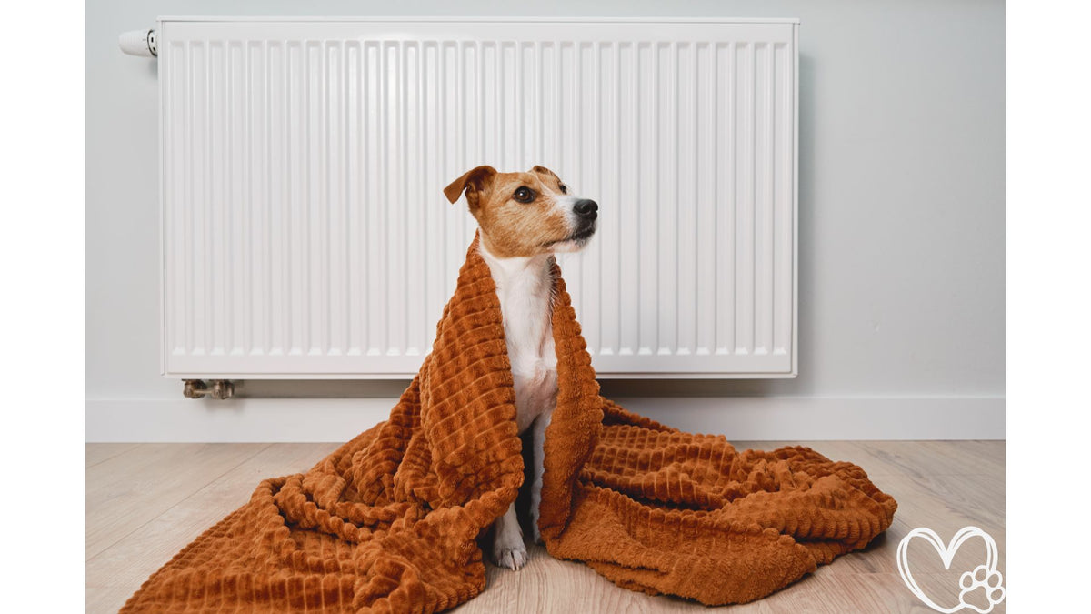 Image showcasing 10 Essential Tips for Keeping Your Dog Safe and Warm in Winter ...