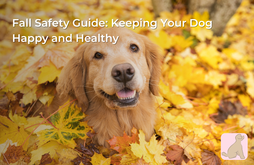 Fall Safety Guide: Keeping Your Dog Happy and Healthy