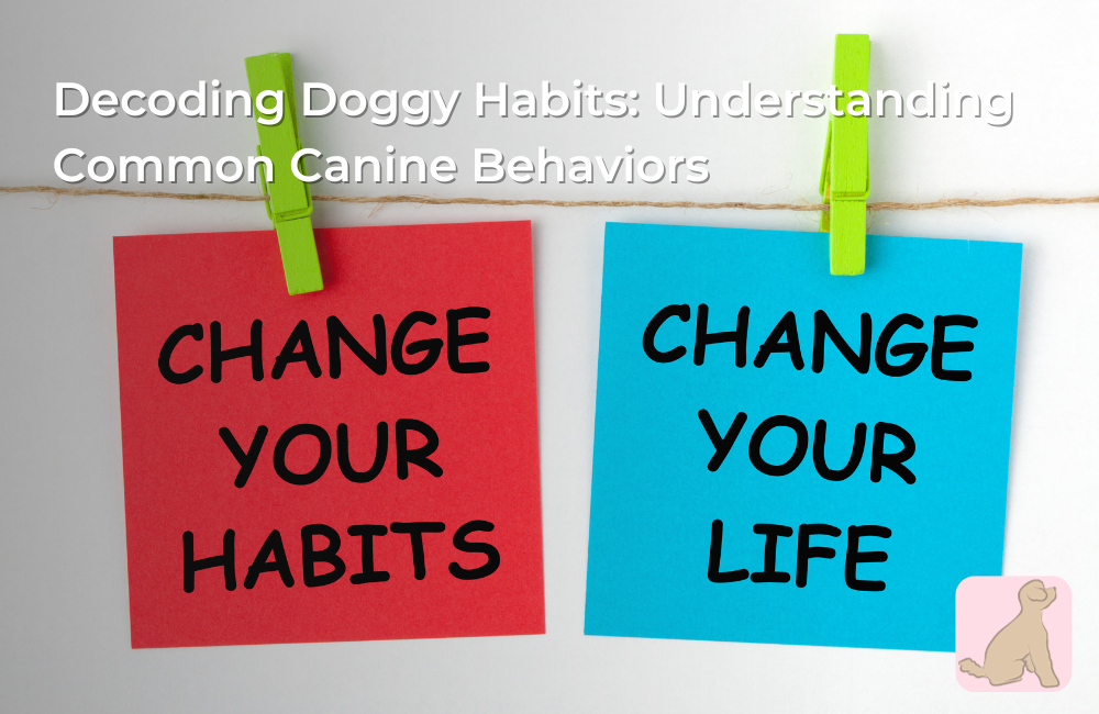 Decoding Doggy Habits: Understanding Common Canine Behaviors