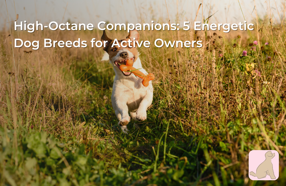 High-Octane Companions: 5 Energetic Dog Breeds for Active Owners