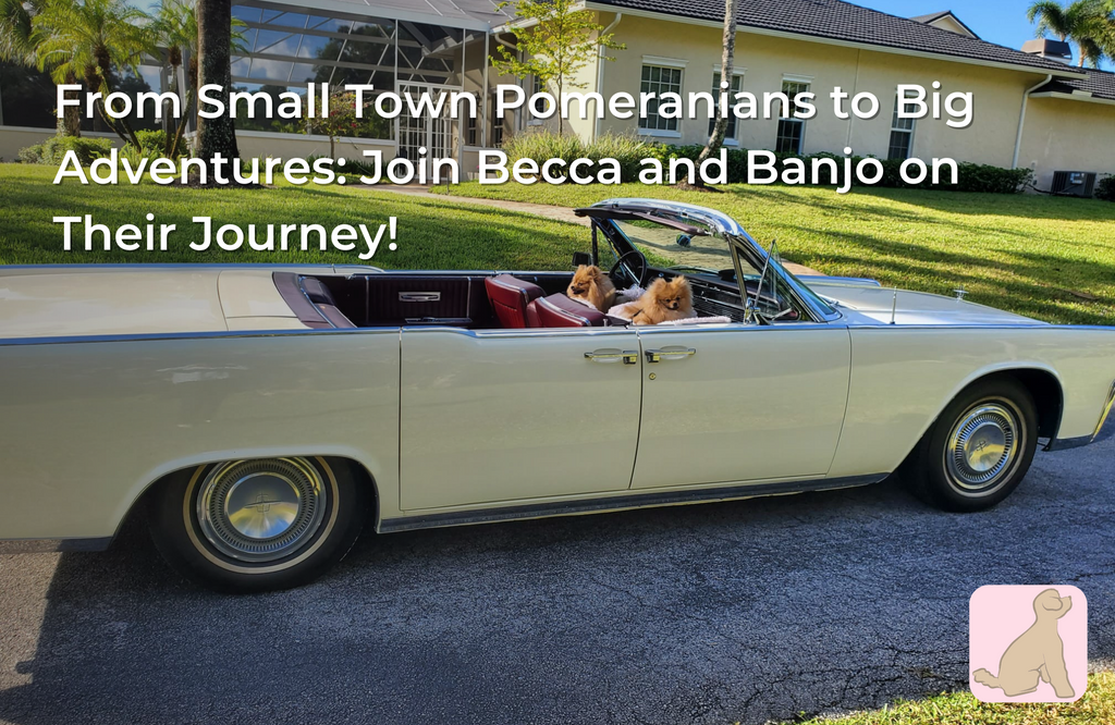 From Small Town Pomeranians to Big Adventures: Join Becca and Banjo on Their Journey!