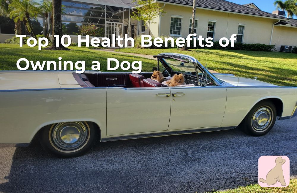 Top 10 Health Benefits of Owning a Dog