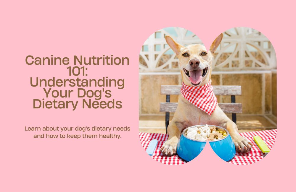 Canine Nutrition 101: Understanding Your Dog's Dietary Needs