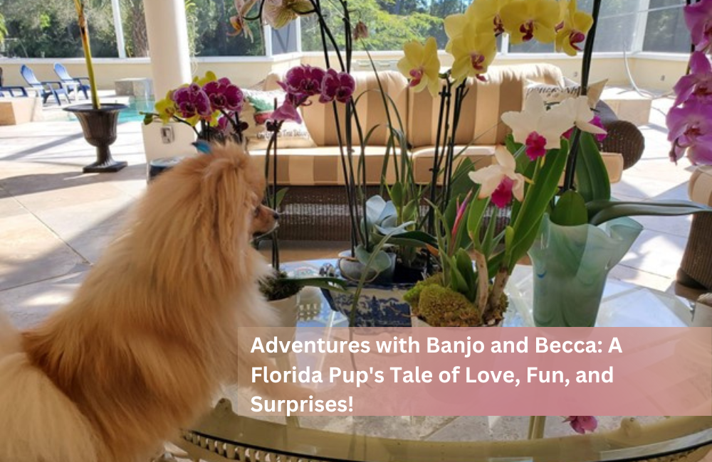 Adventures with Banjo and Becca: A Florida Pup's Tale of Love, Fun, and Surprises!