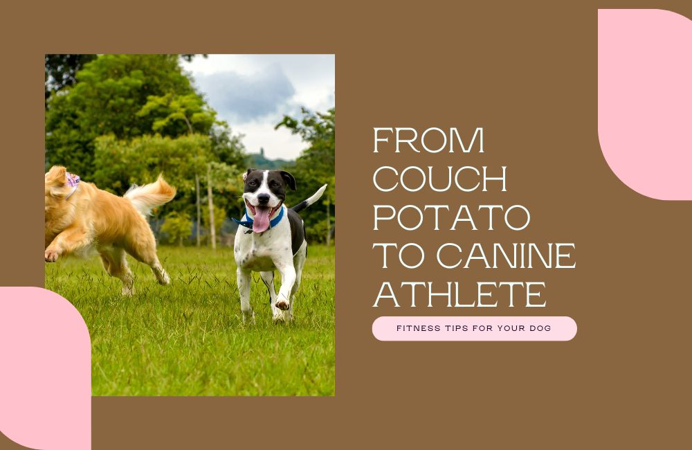 From Couch Potato to Canine Athlete: Fitness Tips for Your Dog