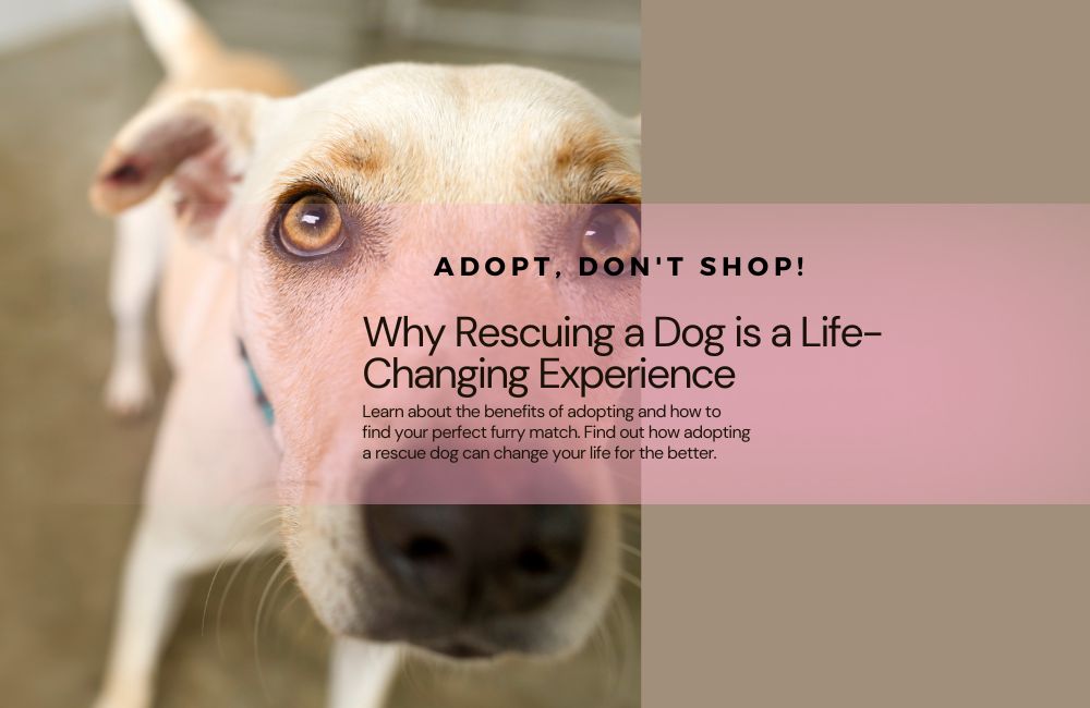 Adopt, Don't Shop: Why Rescuing a Dog is a Life-Changing Experience