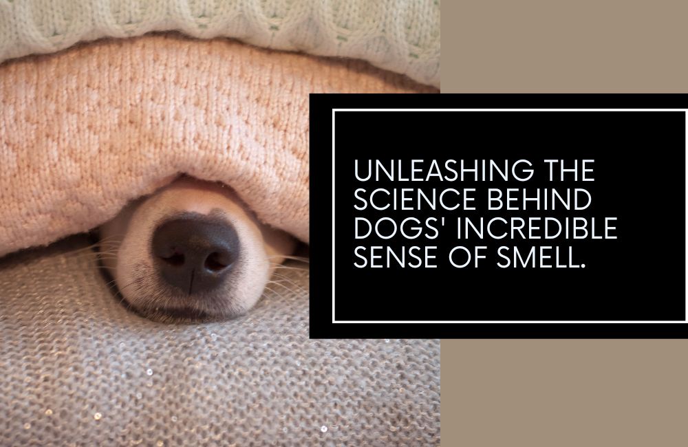 The Science behind Dogs' Incredible Sense of Smell