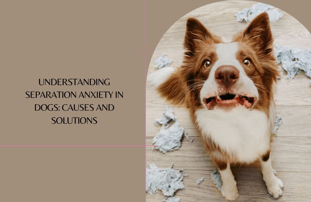 Understanding Separation Anxiety in Dogs: Causes and Solutions