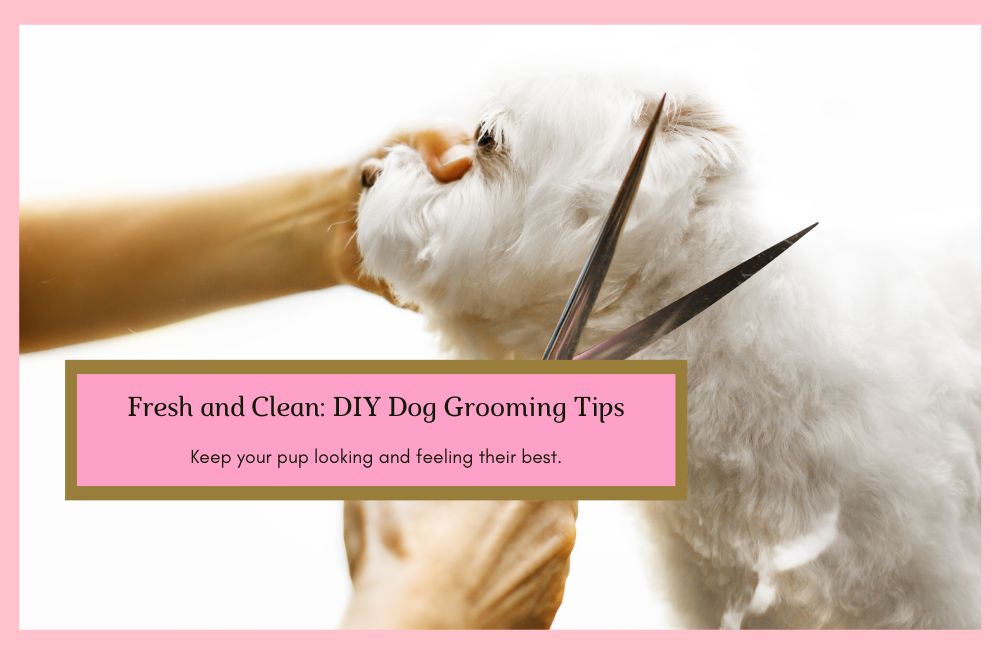 DIY Dog Grooming: Tips and Tricks for Keeping Your Pup Looking Fresh