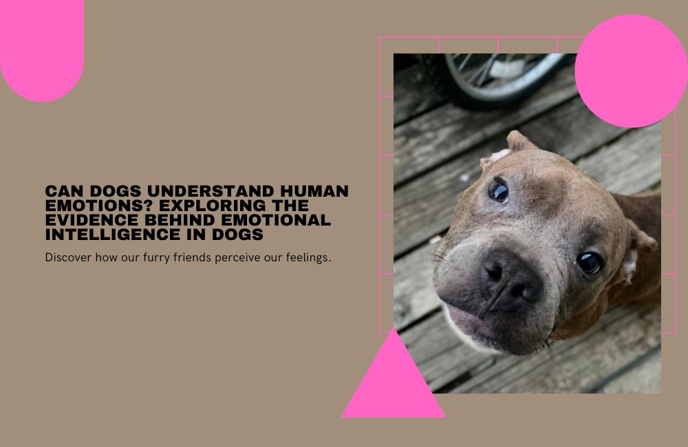 Can Dogs Understand Human Emotions? Exploring the Evidence Behind Emotional Intelligence in Dogs