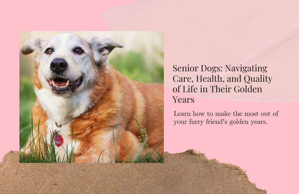 Senior Dogs: Navigating Care, Health, and Quality of Life in Their Golden Years