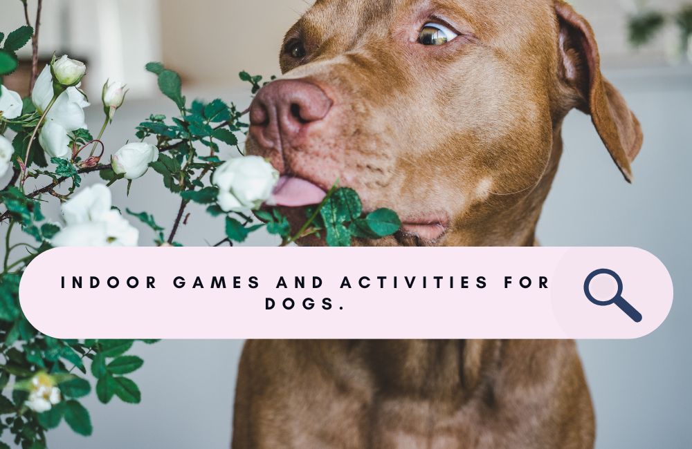 Indoor Games and Activities for Dogs: Keeping Your Pup Entertained All Year Round