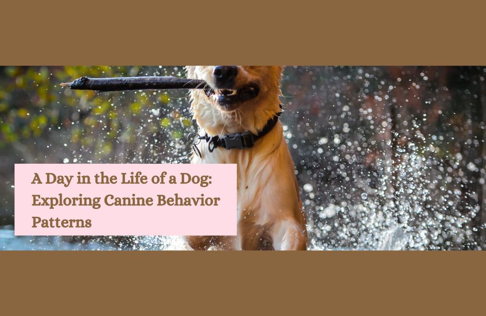 A Day in the Life of a Dog: Exploring Canine Behavior Patterns ...