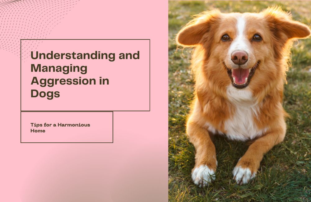 Understanding and Managing Aggression in Dogs: Tips for a Harmonious Home