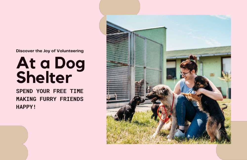 The Joy of Volunteering at a Dog Shelter