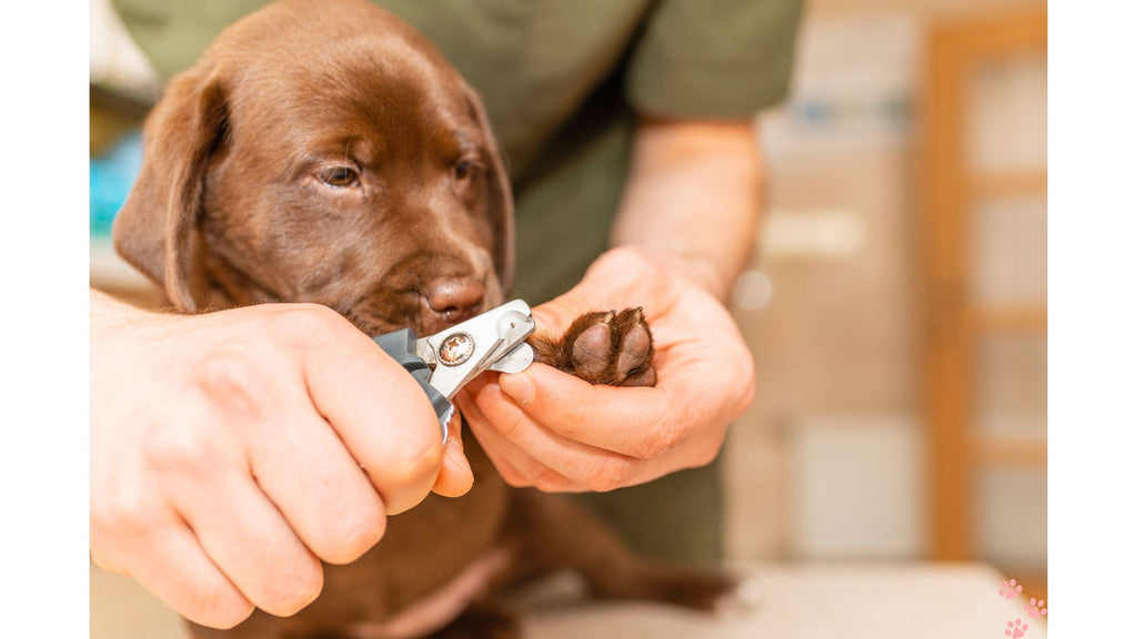 The Essential Guide to Dog Nail Trimming