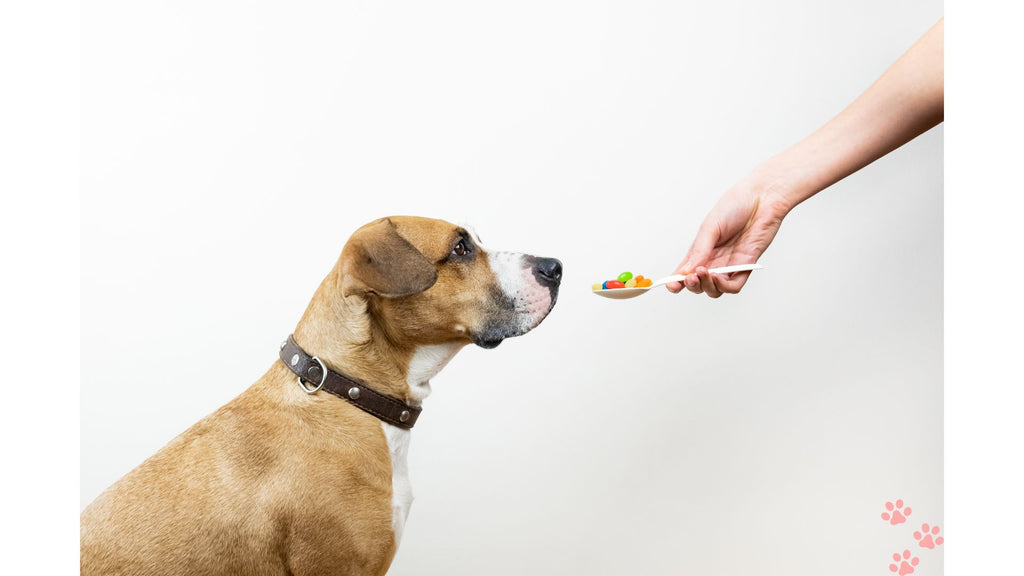 The Top Supplements for Dogs: Ensuring Your Canine Companion's Wellness