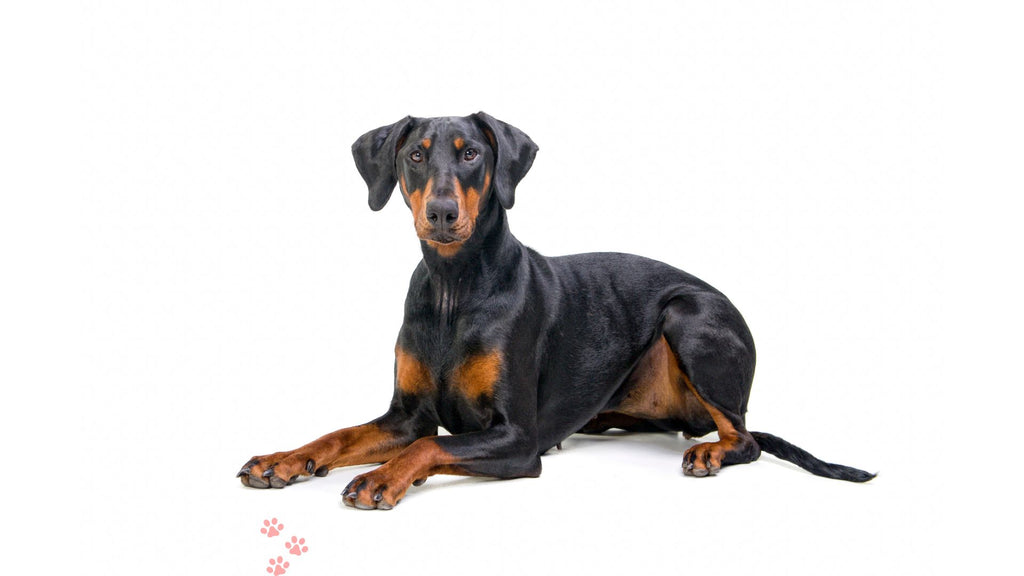 7 Compelling Reasons Why Dobermans Are Outstanding Pets