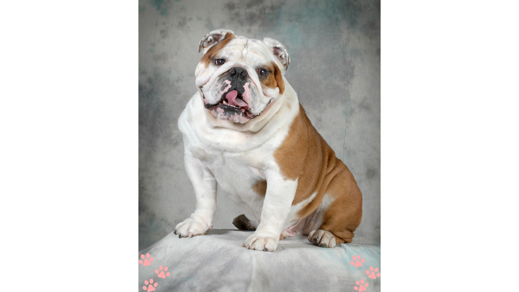 The English Bulldog: A Complete Guide to a Cherished Canine Companion