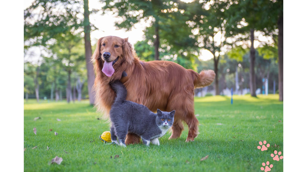 How Well Do Dogs and Cats Really Get Along? Unveiling the Truth