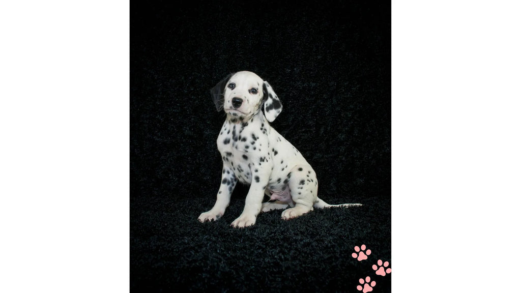 The Dalmatian: A Spot-On Guide to This Iconic Breed