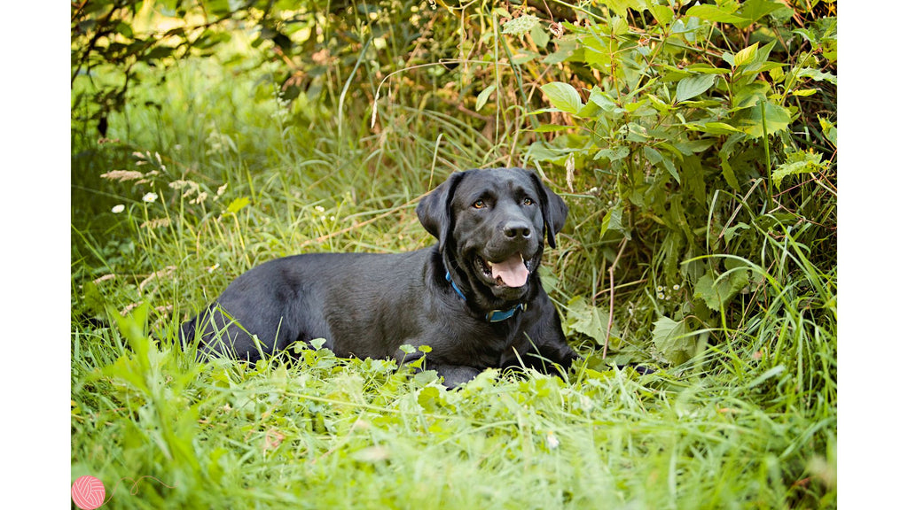 The Loveliness of the Black Labrador: A Canine Companion Beyond Compare