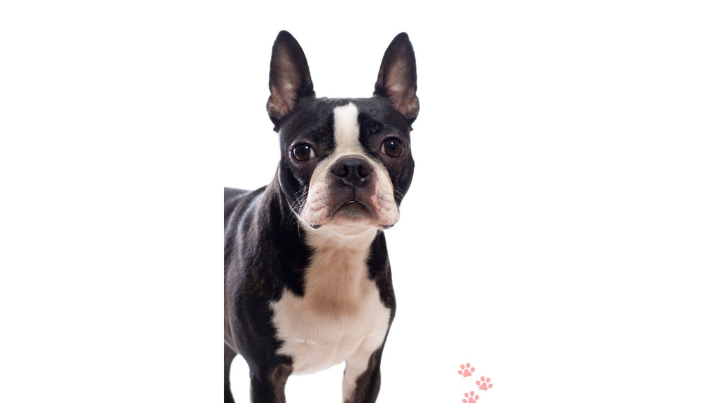 The Enchanting World of the Boston Terrier: A Comprehensive Guide