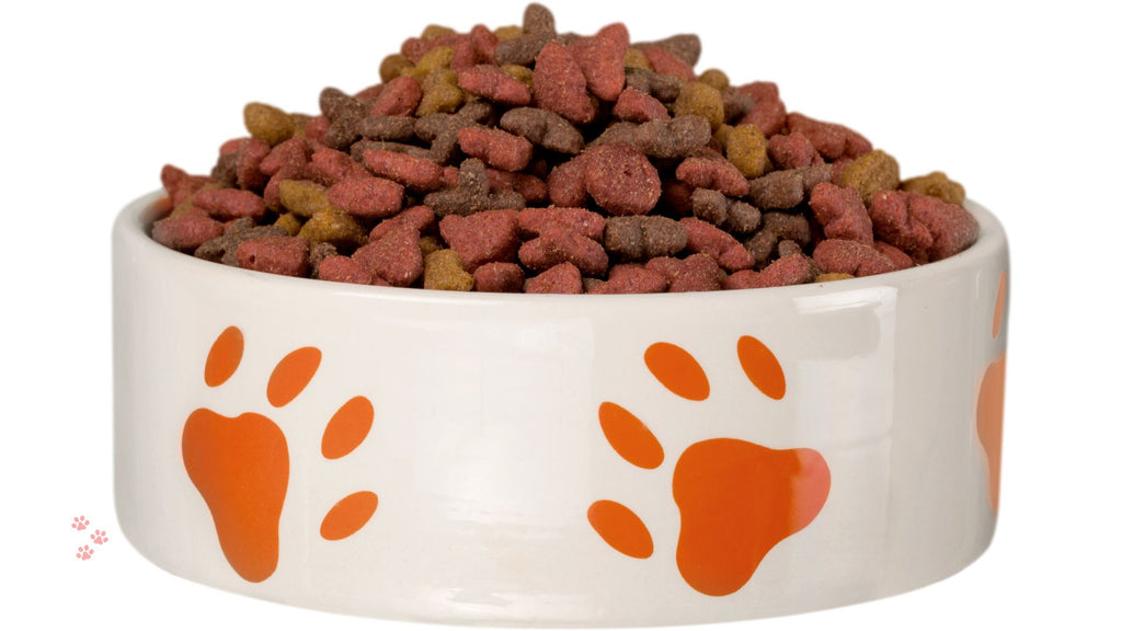 How to Choose the Best Dog Food for Your Furry Friend