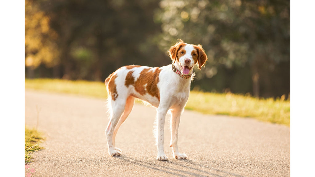 Brittany Dogs: Unveiling the Vivacious and Versatile Companion