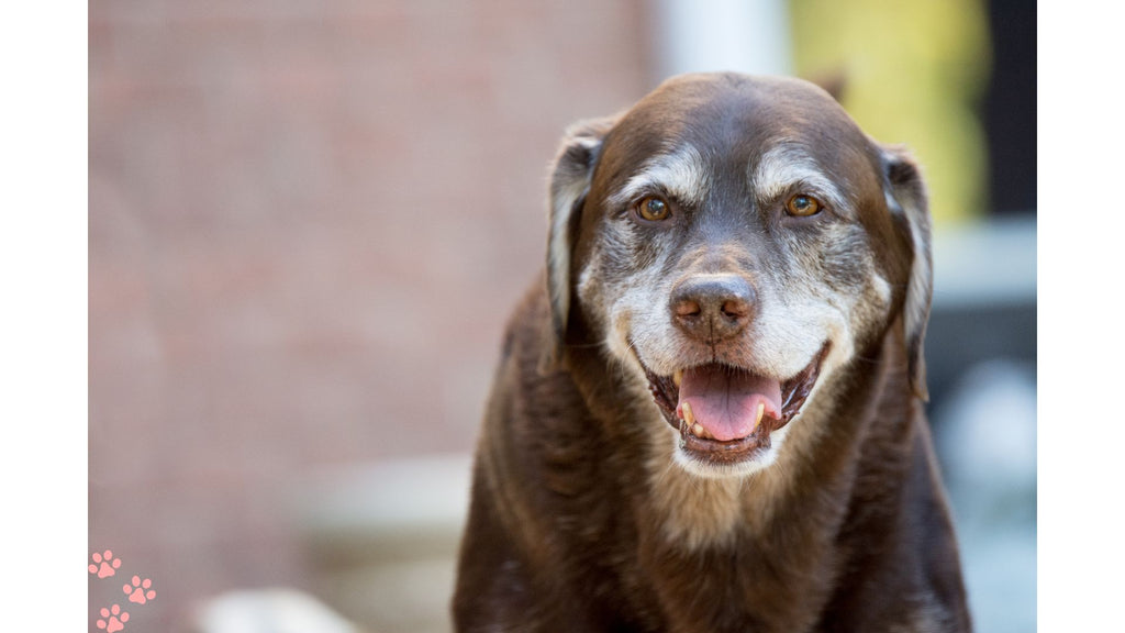 Enhancing Your Senior Dog's Golden Years: A Guide to Improved Quality of Life