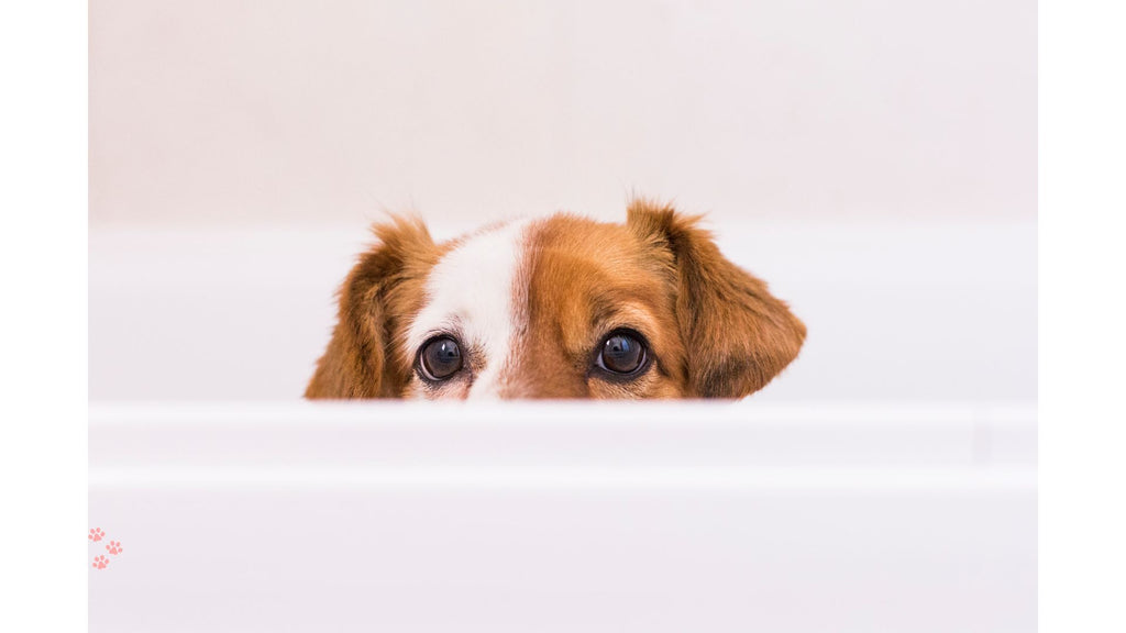 Drama-Free Dog Baths: Top 5 Expert Tips