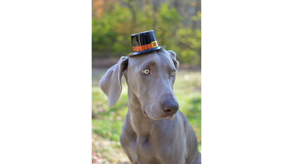 Thanksgiving Safety Tips for Your Dog: A Comprehensive Guide