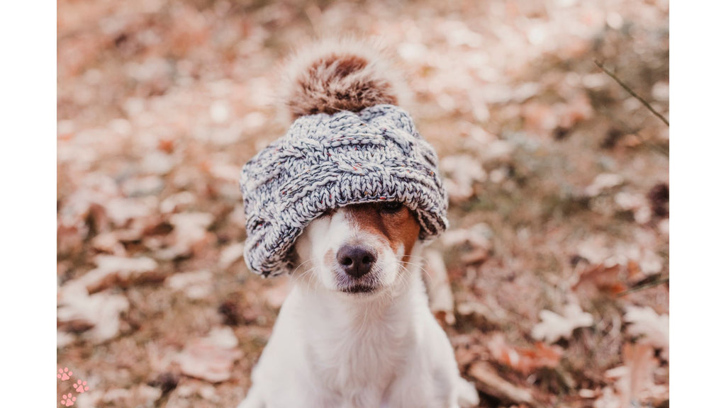 Essential Tips for Preparing Your Dog for Winter: A Comprehensive Guide