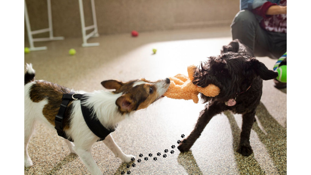 Discovering the Great Indoors: Fun Indoor Activities for Your Dog