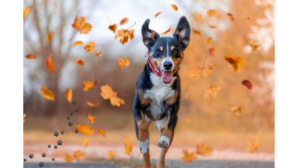 November and Your Dog: Keeping Your Furry Friend Happy and Healthy