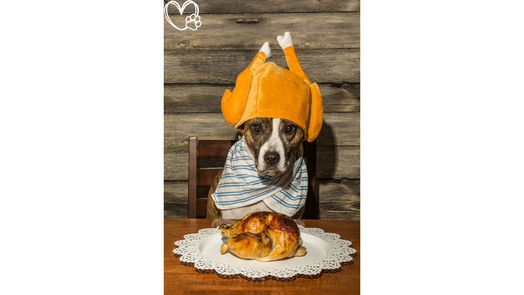 Indulging Your Pooch Safely this December: A Guide to Festive Foods for Dogs