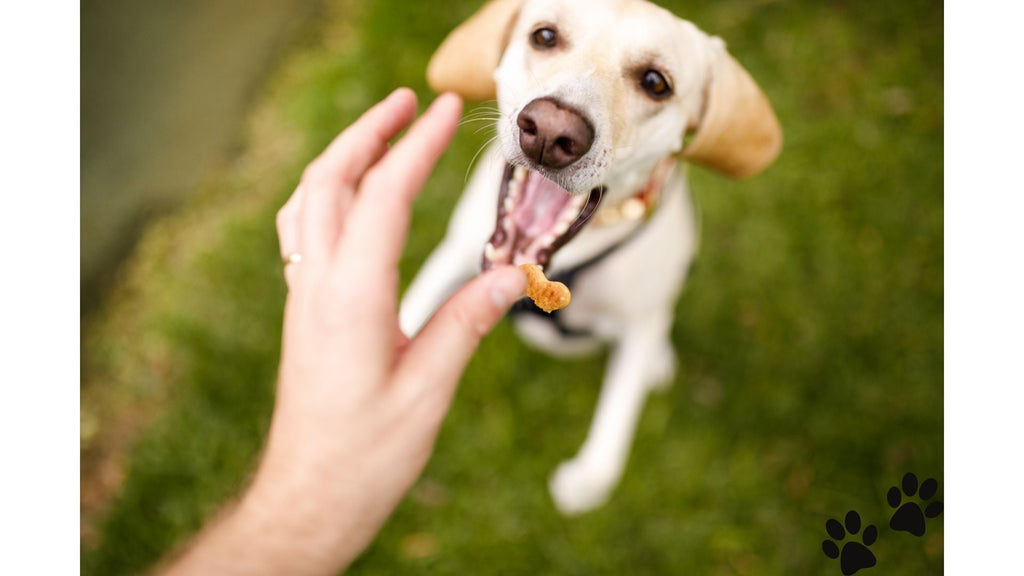 New Year, New Tricks: Fresh and Fun Ways to Bond with Your Dog