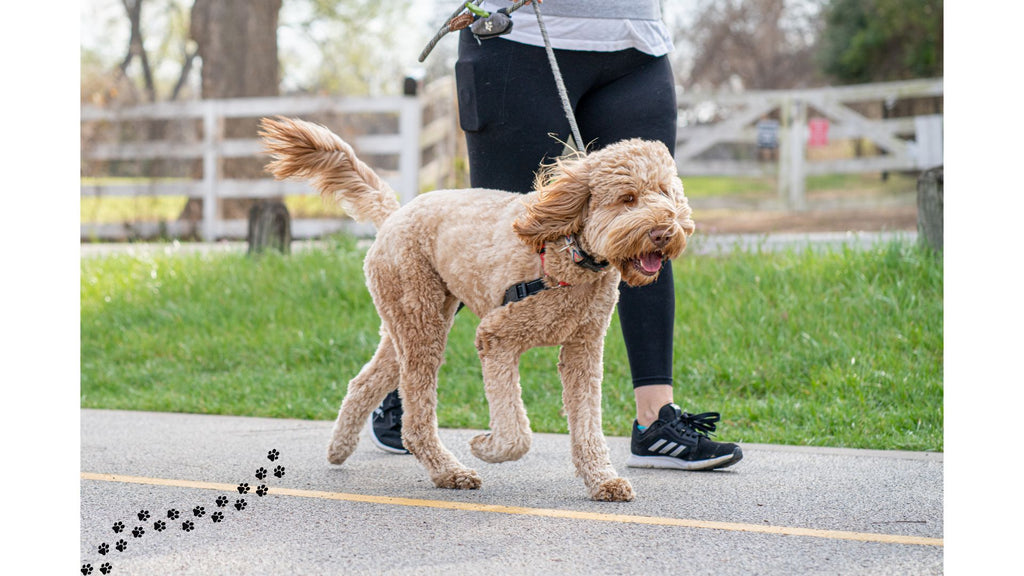 10 Doggy New Year’s Resolutions for a Pawsitively Happy Year