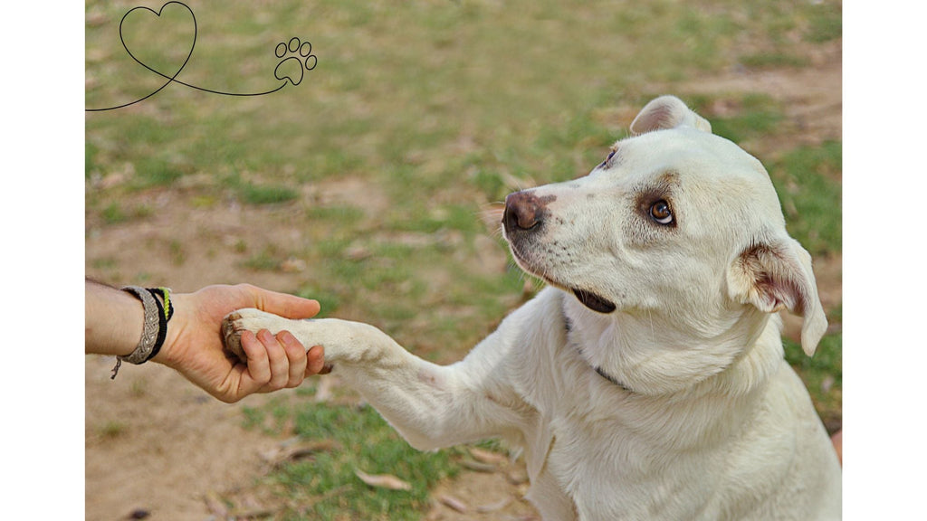 Celebrate National Train Your Dog Month: Tips for Better Bonding and Behavior