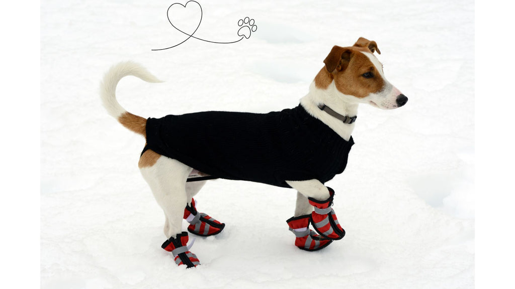 The Ultimate Guide to the Best Winter Gear for Keeping Your Dog Warm and Safe