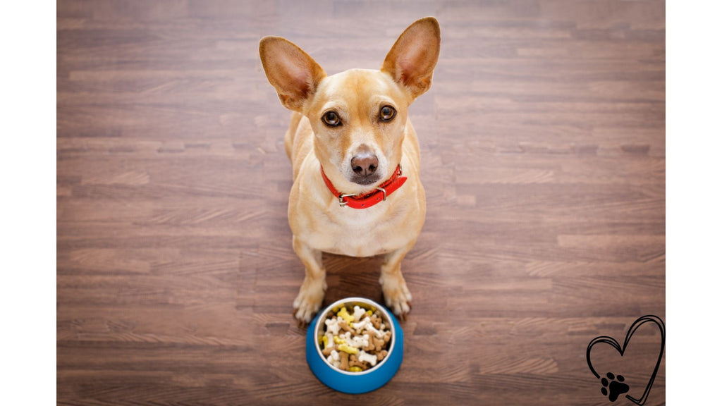 Dog Top Nutrition Trends to Watch in 2025