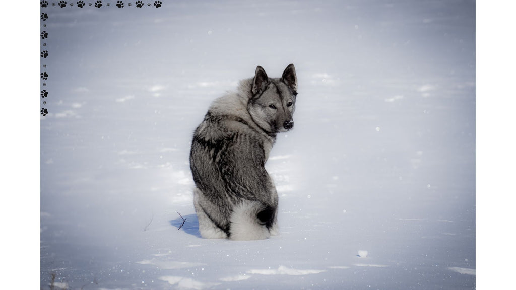 Understanding Your Dog's Winter Needs: Essential Tips for Pet Parents