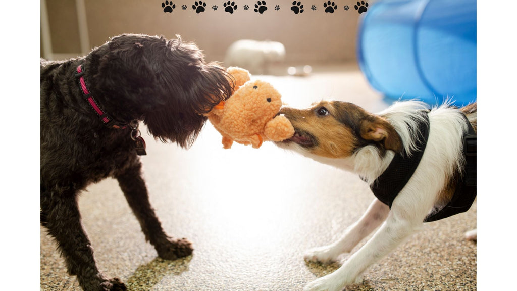 Fun Indoor Games to Play with Your Dog During Cold Weather