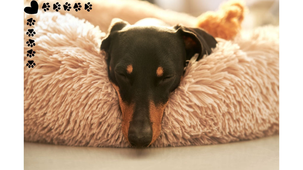 Unveiling the Chills: How Winter Weather Can Shape Your Dog's Behavior