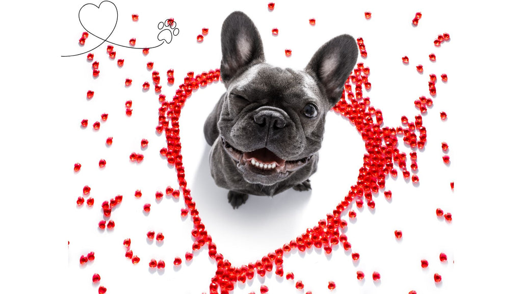 Valentine's Day: Celebrating Love with Your Furry Friend