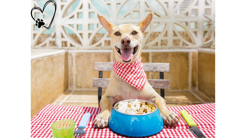 Dog Nutrition 101: Essential Tips for a Healthy Pooch this February