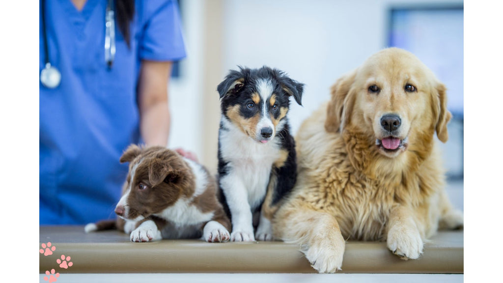 The importance of bringing your dog to the Vet