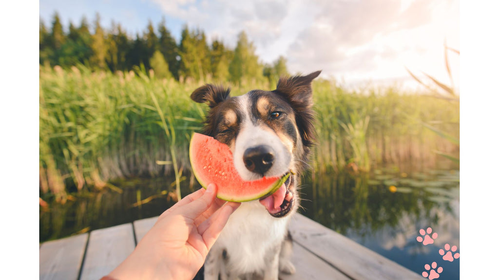 Paws & Refresh: Summer Treats for Your Dog