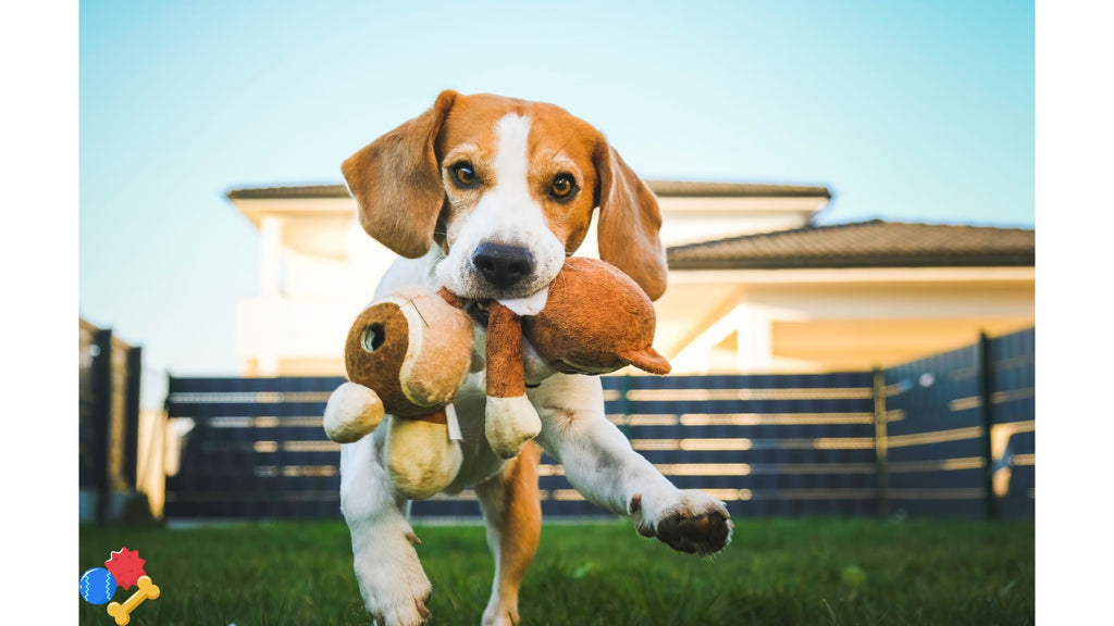 Ensuring Safe and Engaging Play: Choosing the Best Dog Toys