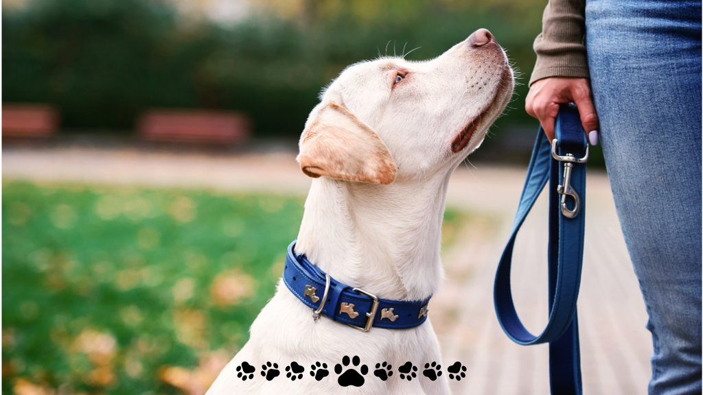 7 Reasons Rope Collars for Dogs Are Perfect for Your Pup